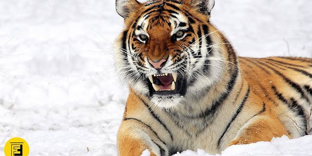 tiger stripes là gì - Nghĩa của từ tiger stripes