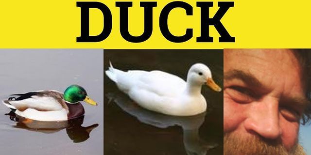 to duck là gì - Nghĩa của từ to duck
