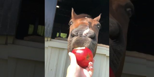 toothless horse eating an apple là gì - Nghĩa của từ toothless horse eating an apple
