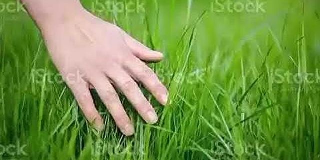 touching grass là gì - Nghĩa của từ touching grass