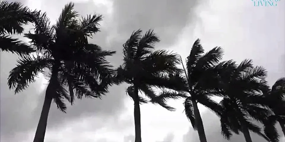 tropical storm là gì - Nghĩa của từ tropical storm
