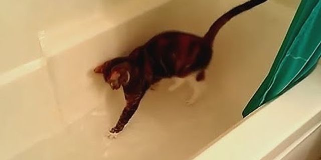 two cats in the bath tub là gì - Nghĩa của từ two cats in the bath tub