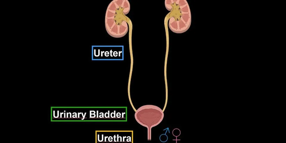 urethral là gì - Nghĩa của từ urethral
