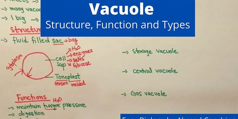 vacuole là gì - Nghĩa của từ vacuole