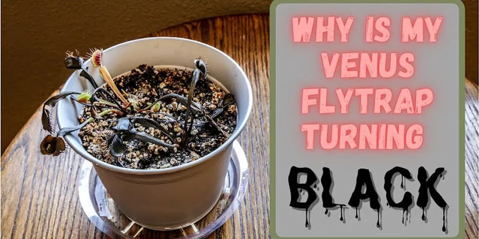 venus fly trap là gì - Nghĩa của từ venus fly trap