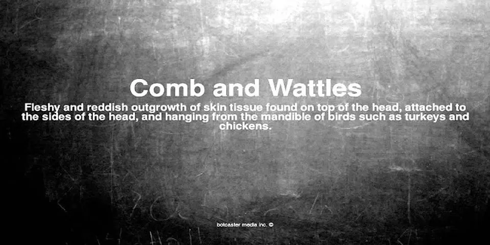 wattles là gì - Nghĩa của từ wattles