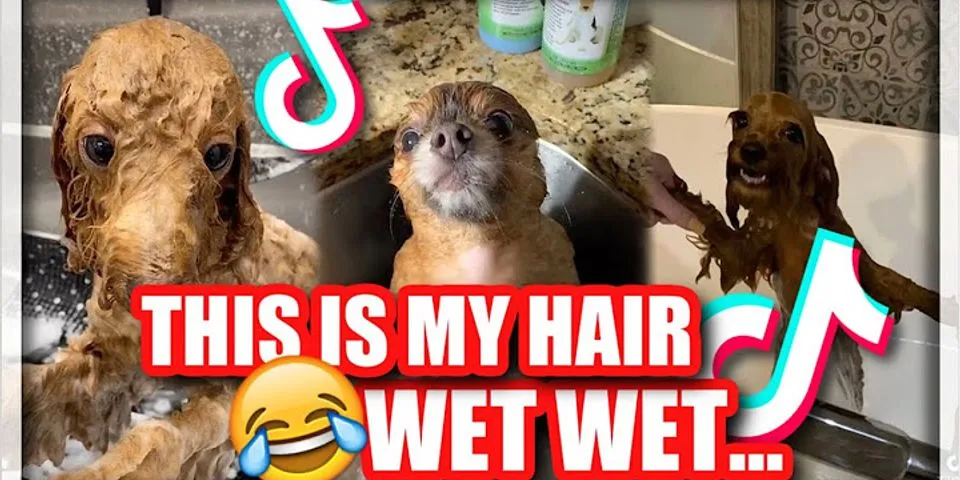 wet my hair là gì - Nghĩa của từ wet my hair