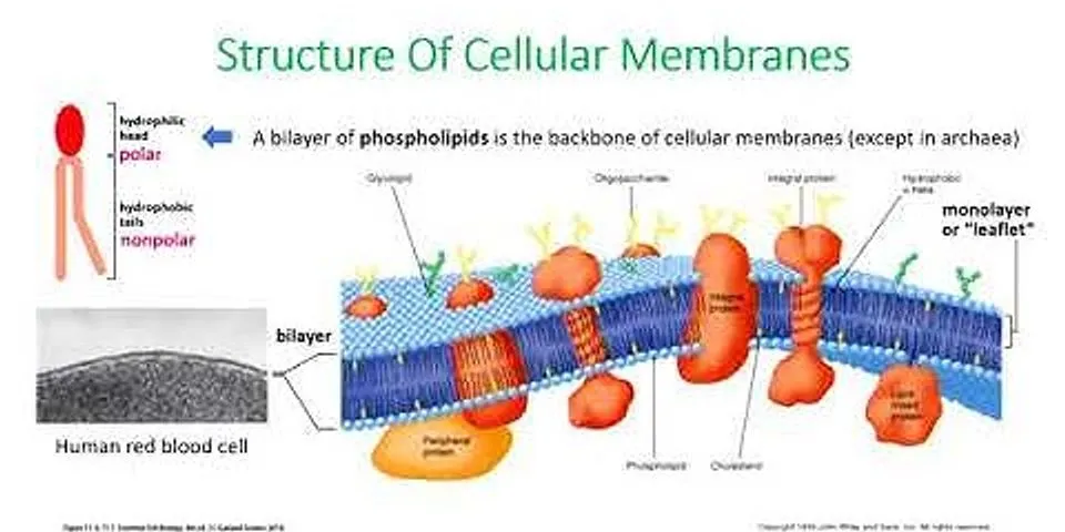 What happens to membranes when two membranous compartments fuse together?