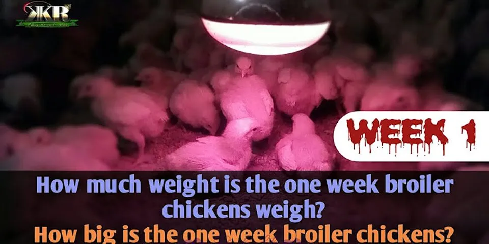 What is the average weight of a broiler chicken?