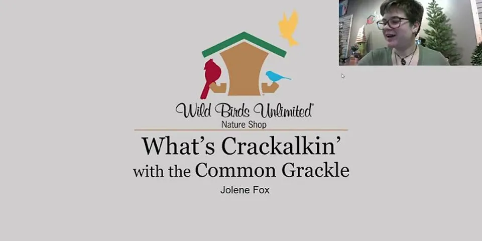 whats crackalackin là gì - Nghĩa của từ whats crackalackin