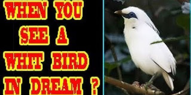 white bird là gì - Nghĩa của từ white bird