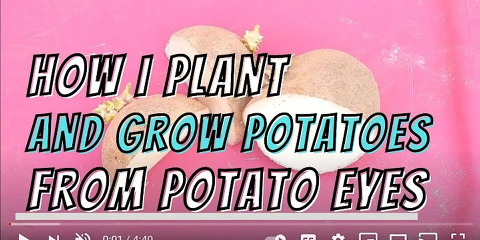 potato-growing-conditions-how-to-grow-potatoes-in-containers