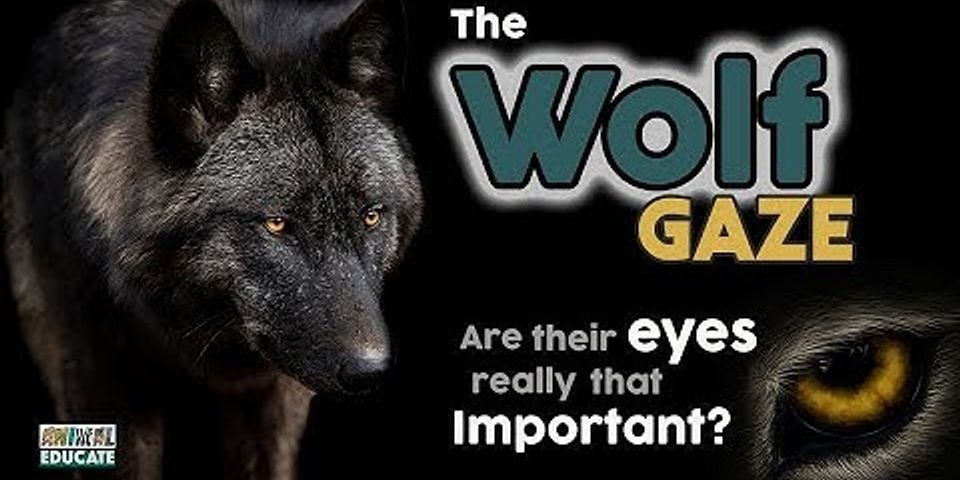 wolf eyes là gì - Nghĩa của từ wolf eyes