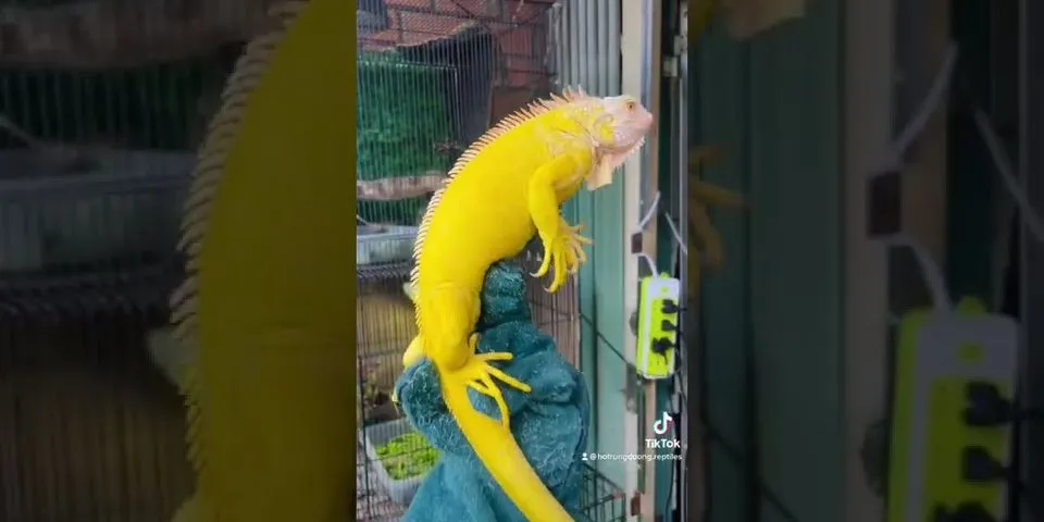 yellow dragon là gì - Nghĩa của từ yellow dragon
