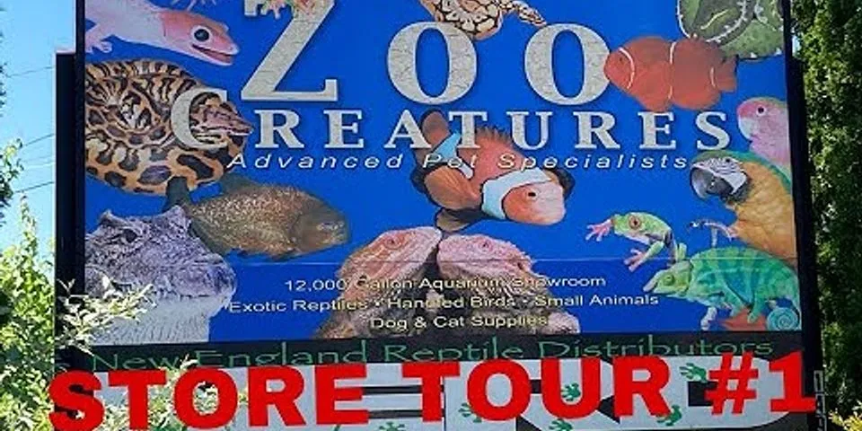 zoo creatures là gì - Nghĩa của từ zoo creatures
